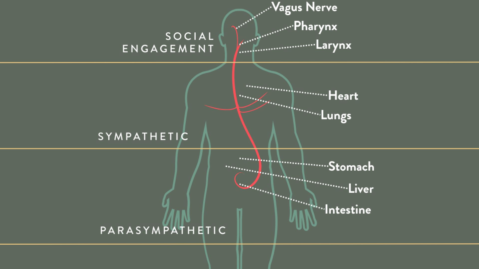 The Vagus: Super Highway of the Nervous System